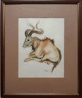 Antilopa, akvarel, 24 x 31 cm
